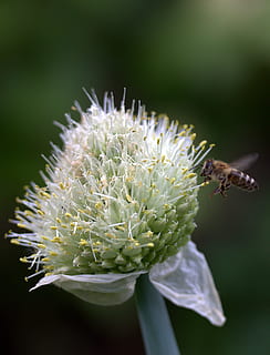 bi, flyvningen, blomst, makro, Insecta, blomstrende plante, skønhed i naturen, friskhed, kronblad, et dyr, insekt, tæt på, dyr i naturen, plante, hvirvelløse, blomsterhoved, dyre temaer, skrøbelighed, vækst, dyreliv, sårbarhed, dyr, fokus på forgrunden, blomsterstand, ingen mennesker, bestøvning, pollen, bægerblad, 2K, CC0, offentligt domæne, royaltyfrie