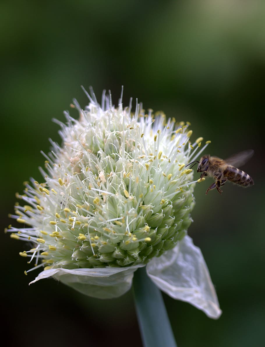 včela, let, květ, makro, insecta, kvetoucí rostlina, krása v přírodě, svěžest, okvětní lístek, jednoho zvířete, hmyz, detail, zvířata ve volné přírodě, rostlina, bezobratlý, květu hlavy, zvířat, křehkost, růst, zranitelnost, zvíře, zaměřit se na popředí, květenství, nikdo, opylování, pyl, sepal, 2K