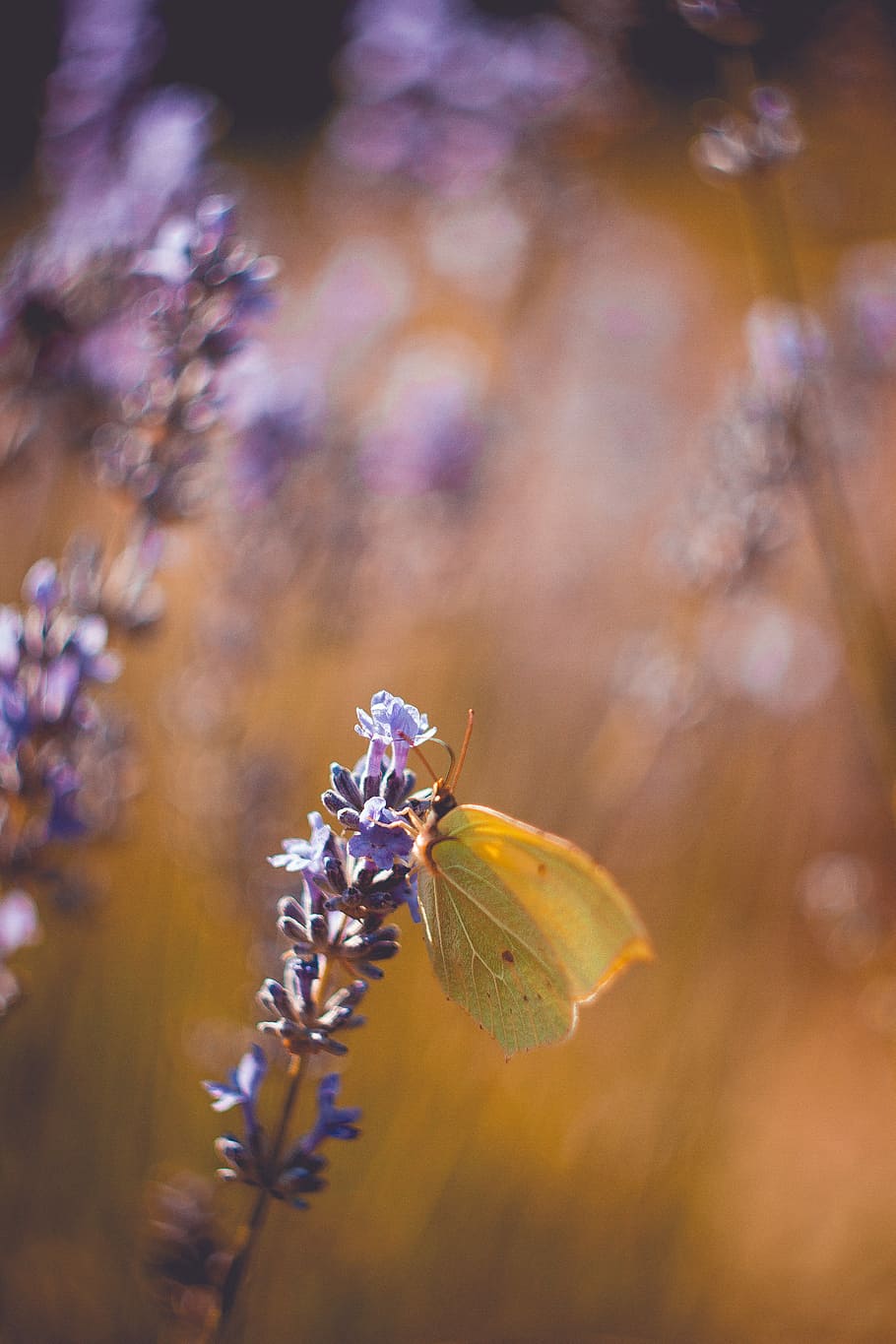 profunditat, fotografia de camp, marró, papallona enciamada, porpra, flor petalada, primer pla, fotografia, verd, papallona, espígol, flor, error, insecte, alimentació, menjar, naturalesa, a l'aire lliure, full, fulles, jardí, parc, bellesa a la natura, fauna animal, planta, planta amb flors, temes d'animals, un animal, animal, animals a la natura, invertebrat, fragilitat, cap gent, creixement, frescor, vulnerabilitat, enfocament selectiu, ala dels animals, cap de flor, polinització, papallona - insecte, 5K