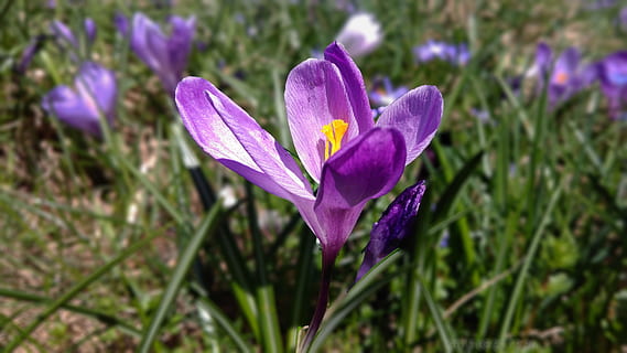 croco, viola, croco viola, croco primaverile, fiorire, fioritura, primavera, fiore primaverile, vicino, flora, fiore, crescita, natura, bellezza nella natura, petalo, pianta fiorita, pianta, freschezza, vulnerabilità, fragilità, iris, infiorescenza, avvicinamento, testa di fiore, nessuno, terra, campo, giorno, polline, 4K, CC0, dominio pubblico, privo di copyright