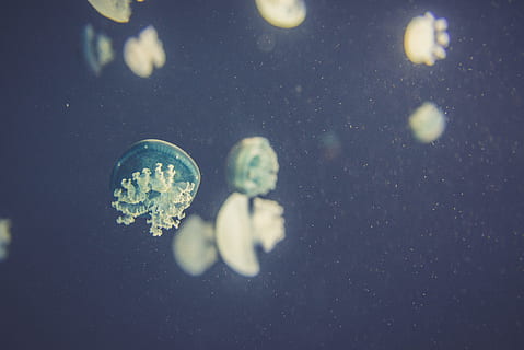 submarino, fotografía, Medusa, nadar, azul, naturaleza, animal, mar, nadie, de cerca, iluminado, adentro, día, agua, animales en la naturaleza, fauna animal, enfoque selectivo, temas de animales, belleza en la naturaleza, vida marina, marina, nadando, invertebrado, flotando en el agua, 5K, CC0, dominio público, libre de derechos