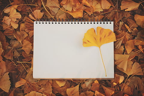 gul, blomst, hvid, spiral notesbog, efterår, blad, papir, baggrunde, natur, Brun, sæson, kopiere plads, orange farve, rød, gammel, blank, ingen mennesker, plante del, blade, direkte over, lave om, tør, høj vinkel visning, ahorn blad, udendørs, træ - materiale, stilleben, plante, besked, 1080P, CC0, offentligt domæne, royaltyfrie