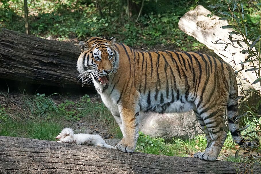 tigre, amurtiger, depredador, gat, carnívors, siberiana, perillós, veure, menjar, llebre, zoo, fotografia de fauna salvatge, temes d'animals, mamífer, animal, felí, gat gran, fauna animal, un animal, animals a la natura, carnivora, arbre, vertebrats, mascotes, planta, animals domèstics, cap gent, material de fusta, bosc, a l'aire lliure, bigotis, gat no domesticat, tigre blanc, 5K