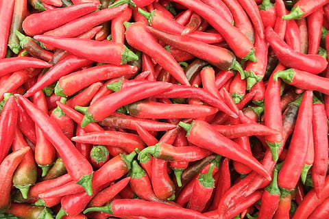 Chili, Peperoni, Scharf, rot, Gemüse, würzen, Pfeffer, Lebensmittel, Schärfe, Pfefferernte, pikant, Essen, Jahreszeit, Schoten, feurig, Chili-Pfeffer, Essen und Trinken, große gruppe von gegenständen, Hintergründe, Fülle, Frische, Markt, Vollbild, keine Leute, zu verkaufen, Stillleben, High Angle View, Verkauf, rote Chilischote, Tag, Konsumismus, 2K, CC0, gemeinfrei, lizenzfrei