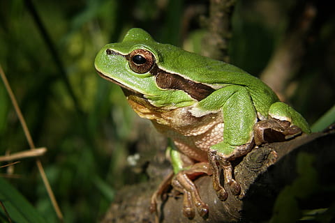 selettivo, fotografia a fuoco, verde, Marrone, rana, arroccato, ramo di un albero, raganella, natura, macro, anfibio, cespuglio, temi animali, animale, fauna selvatica, un animale, rettile, vertebrato, albero, colore verde, animali allo stato selvatico, lucertola, pianta, nessuno, avvicinamento, foresta, ramo, camuffare, parte del corpo animale, foresta pluviale, camaleonte, foresta pluviale tropicale, scala animale, vista profilo, 1080P, CC0, dominio pubblico, privo di copyright