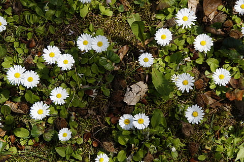 Daisy, fonas, struktūrą, tekstūra, žemės, skubėti, pavasaris, paskirstytas, daug, pobūdį, gėlė, žolė, augalų, vasara, pavasarį, pievos, lauke, geltona, žalia spalva, žydintys augalai, pažeidžiamumas, trapumas, šviežumas, augimą, grožis gamtoje, žiedlapis, gėlių galva, žiedynas, aukšto kampo vaizdas, balta spalva, dieną, nėra žmonių, Iš arti, žiedadulkių, 5K, CC0, Viešasis domenas, nemokamai