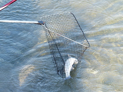 peix, negre, pescar, net, xarxa, captura, capturat, aigua, Fischer, xarxa d’aterratge, skimmer, feumer, inquiet, agonia, davant del mar, dia, naturalesa, cap gent, riu, a l'aire lliure, vista d’angle alt, ondulat, xarxa de pesca, tranquil·litat, esquitxades, moviment, animal, material de fusta, xarxa comercial de pesca, indústria pesquera, Pol · lució, 4K, CC0, domini públic, lliure de regalies