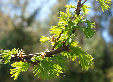 Primavera, árvore, raminho, plantar, crescimento, focar em primeiro plano, cor verde, beleza na natureza, parte da planta, folha, natureza, dia, fechar-se, ramo, ninguém, ao ar livre, luz solar, tranquilidade, visão de baixo ângulo, frescura, vulnerabilidade, fragilidade, árvore conífera, 2K, CC0, domínio público, royalty free
