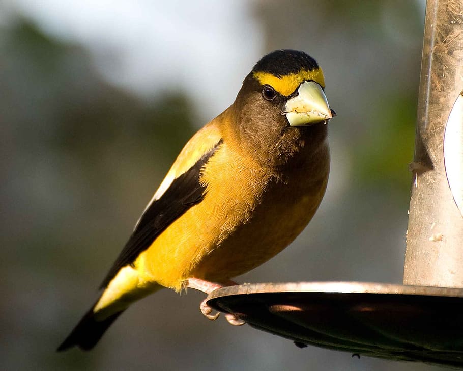 vespertinus, coccothraustes, ocell, tarda, grosbeak, ocells, animals, fauna, vertebrats, un animal, temes d'animals, animals a la natura, animal, fauna animal, centrar-se en primer pla, posat, primer pla, cap gent, dia, naturalesa, groc, bellesa a la natura, a l'aire lliure, gran tit, longitud completa, bec, songbird, 720P