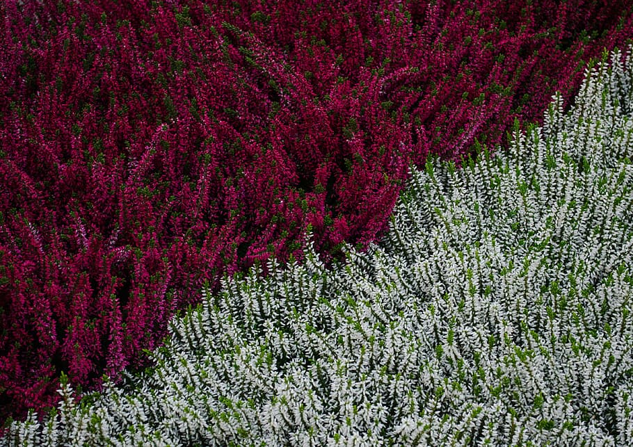 plantes, erica, pis, bruc, patró, bruc pla, fons, parcel · la, blanc, violeta, vermell, naturalesa, planta, flor, a l'aire lliure, camp, estiu, escena rural, color verd, bellesa a la natura, espígol, agricultura, porpra, cultiu, planta amb flors, creixement, terra, frescor, dia, escenics - natura, paisatge, cap gent, abundància, tranquil·litat, vista d’angle alt, fragilitat, medi ambient, primavera, llit de flors, cap de flor, 4K