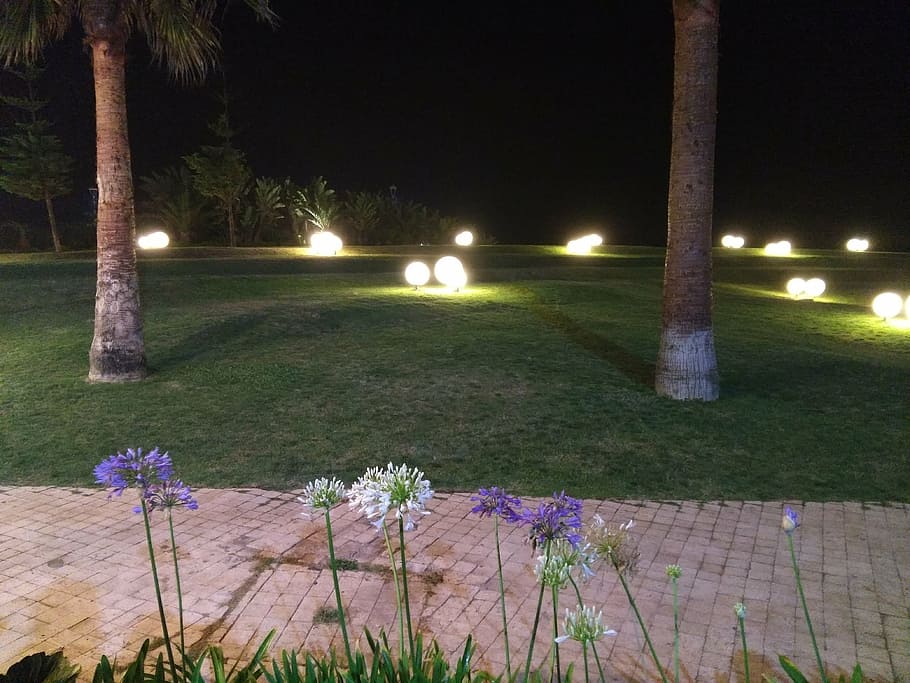fiori, natura, notte, illuminato, nessuno, erba, all'aperto, fiore, tronco d'albero, albero, bellezza nella natura, pianta, pianta fiorita, attrezzatura per l'illuminazione, lampione, parco, tronco, crescita, parco - spazio creato dall'uomo, campo, strada, percorso del giardino, 4K