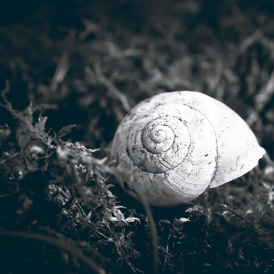 snegl shell, natur, snegl, skal, dyr, mollusk, langsomt, krybdyr, væsen, tæt, sort hvid, tæt på, ingen mennesker, et dyr, skrøbelighed, plante, jord, Mark, dyreskal, havsnegle, selektiv fokusering, spiralformet, dyreliv, vækst, dag, mad, sårbarhed, udendørs, paddehat, 2K