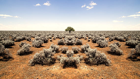verde, árvore, meio, deserto, dia, área de pouso, murcho, plantas, azul, céu, árvore verde, nuvem, areia, Rocha, natureza, panorama, agricultura, campo, ao ar livre, ninguém, scenics, paisagens, cena rural, animais em estado selvagem, animais selvagens, animal, grande grupo de animais, gnu, plantar, terra, nuvem - céu, meio Ambiente, scenics - natureza, tranquilidade, sólido, cena tranquila, rock - objeto, horizonte, beleza na natureza, destinos de viagem, clima árido, semi-árido, 5K, CC0, domínio público, royalty free