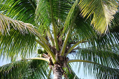 Palma, albero, noci di cocco, tropicale, natura, pianta, palma isolata, verde, Paradiso, cielo, clima tropicale, foglia, colore verde, foglia di palma, bellezza nella natura, crescita, la tranquillità, parte vegetale, nessuno, Inquadratura dal basso, tronco, palma da cocco, tronco d'albero, giorno, albero tropicale, Noce di cocco, all'aperto, direttamente sotto, 4K, CC0, dominio pubblico, privo di copyright