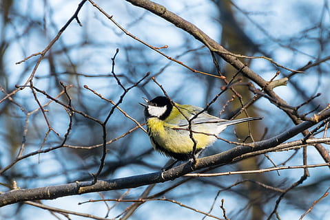 europeisk robin, tre gren, tit, fugl, vår, syng, twitter, vår, synge, gren, bare tre, ett dyr, tre, dyr i naturen, dyreliv, dyre temaer, virveldyr, dyr, perching, anlegg, fokusere på forgrunnen, ingen folk, dag, natur, utendørs, bluetit, skjønnhet i naturen, kvist, 2K, CC0, offentlig domene, opphavsrett gratis