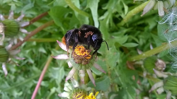 bombo, ape, acaro, natura, insetti, impollinazione, verde, fioritura, estate, pianta, temi animali, un animale, animali allo stato selvatico, invertebrato, animale, fauna selvatica, pianta fiorita, fiore, crescita, insetto, vulnerabilità, bellezza nella natura, fragilità, avvicinamento, testa di fiore, petalo, colore verde, giorno, nessuno, polline, 2K, CC0, dominio pubblico, privo di copyright
