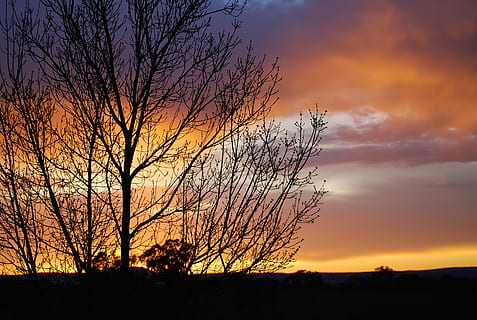 Sonnenuntergang, Himmel, Abend, weinrote Asche, Wolken, Sonnenuntergang Himmel, Natur, Sonne, ländlich, Orange, Baum, Silhouette, Schönheit in der Natur, orange Farbe, wolke - himmel, Szenen - Natur, ruhige Szene, Ruhe, Pflanze, Nicht-städtische Szene, idyllisch, kahler Baum, keine Leute, Land, Landschaft, Dramatischer Himmel, Umgebung, draußen, romantischer Himmel, 2K, CC0, gemeinfrei, lizenzfrei