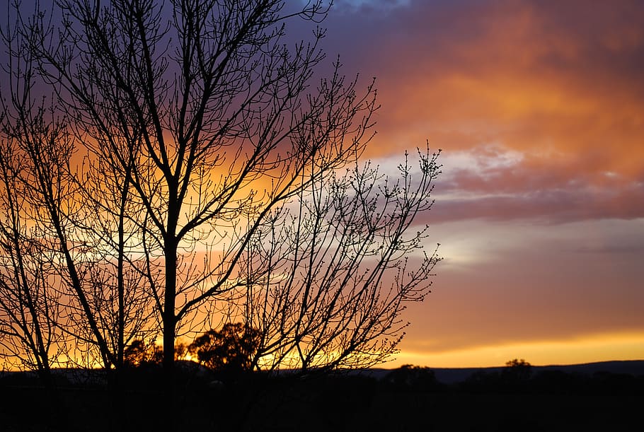 posta de sol, cel, tarda, freeth de claret, núvols, cel del capvespre, naturalesa, sol, rural, taronja, arbre, silueta, bellesa a la natura, color taronja, núvol - cel, escenics - natura, escena tranquil·la, tranquil·litat, planta, escena no urbana, idíl·lic, arbre nu, cap gent, terra, paisatge, cel dramàtic, medi ambient, a l'aire lliure, cel romàntic, 2K