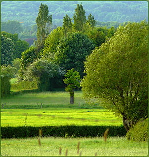 verde, alberi, erbosa, terra, prato, segnalati, paesaggio, natura, parco, albero, sfumature di verde, sfumature verdi, Farbenspiel, colore, idillio, riposo, largo, escursioni a piedi, Belgio, atmosfera, umore, camminare, estate, erbe, erba, specie arboree, pianta, colore verde, bellezza nella natura, crescita, la tranquillità, scena tranquilla, scenics - natura, nessuno, ambiente, giorno, campo, fogliame lussureggiante, fogliame, idilliaco, all'aperto, 1080P, CC0, dominio pubblico, privo di copyright