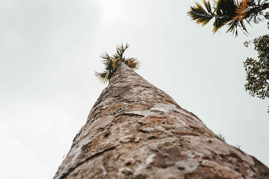 baix, foto d'angle, Palmera, fotografia d'angle baix, marró, verd, arbre, escorça, tronc, palmell, naturalesa, bosc, alt, buscant, ants eye view, tronc de l'arbre, vista d’angle baix, planta, clima tropical, cel, cap gent, creixement, a l'aire lliure, dia, branca, núvol - cel, directament a sota, alta - alta, temes d'animals, primer pla, un animal, palmera de coco, arbre tropical, fulla de palma, 5K