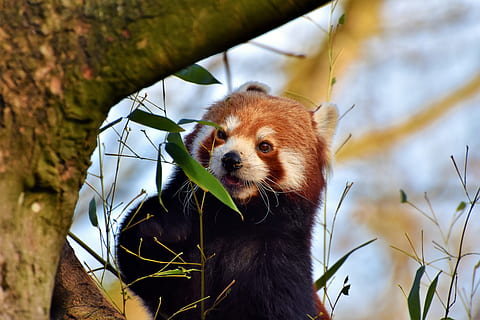 negre, marró, animal, panda, ós panda, panda marró, suportar, mamífer, bonic, panda vermell, bambú, animal salvatge, Macau, escalador, món animal, dolç, Xina, zoo, tierpark hellabrunn, un animal, temes d'animals, fauna animal, animals a la natura, centrar-se en primer pla, branca, naturalesa, planta, mirant, cap gent, vertebrats, arbre, dia, mirant cap a fora, full, panda - animal, part de la planta, a l'aire lliure, bigotis, cap d’animals, bambú - planta, 5K, CC0, domini públic, lliure de regalies