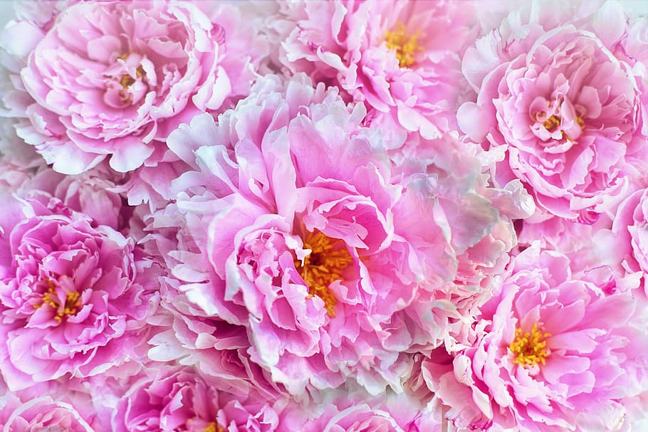 primer pla, foto, rosa, flors de peònia, peonies, flors, fons, teló de fons, primavera, floral, peònia, estiu, salutació, casament, disseny, flor, planta amb flors, bellesa a la natura, pètal, color rosa, planta, frescor, fragilitat, vulnerabilitat, cap de flor, naturalesa, cap gent, inflorescència, creixement, vista d’angle alt, invertebrat, insecte, a l'aire lliure, arranjament floral, Ram de flors, polinització, suavitat, pol·len, bouquet, 5K