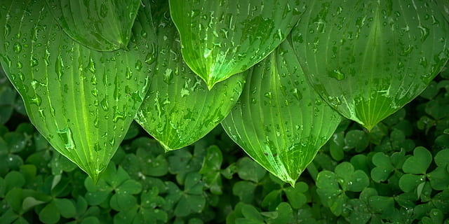 Wassertau, Grün, Blatt pflanzt Nahaufnahmefoto, Blatt, Natur, Frühling, hwalyeob, abstrakt, Pflanzen, Rinnsal, Tau, Kraut, Morgen, fallen, Wasser, nass, grüne Farbe, Pflanzenteil, Wachstum, Regen, Pflanze, Nahansicht, Regentropfen, Frische, Schönheit in der Natur, keine Leute, Hintergründe, Vollbild, draußen, Regenzeit, Blätter, Reinheit, Klee, 2K, CC0, gemeinfrei, lizenzfrei