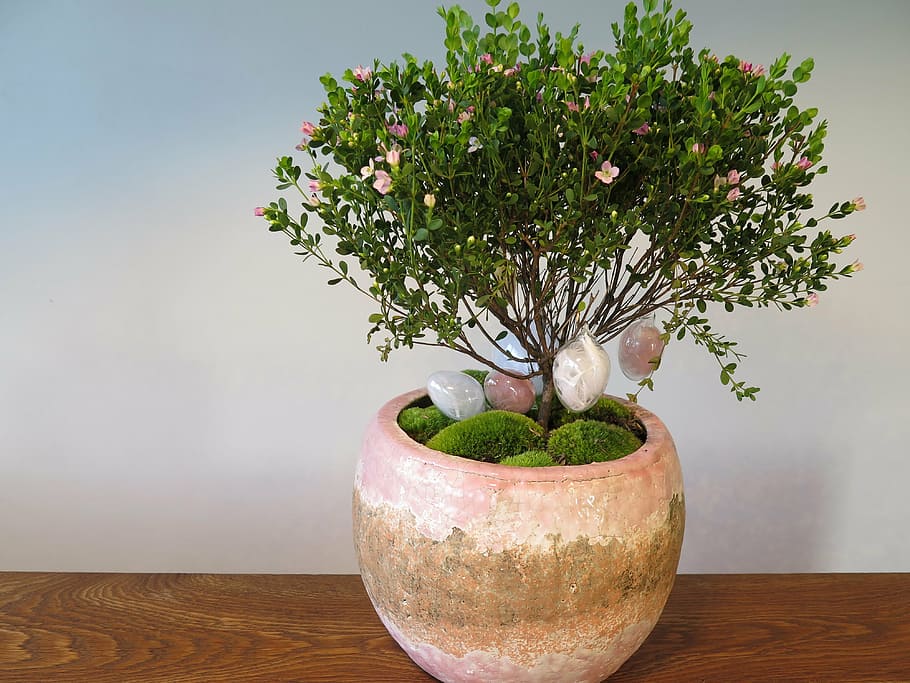 floare, plantă, oua de Paste, roz, decor, inflori, a inflori, primăvară, masa, în interior, nici o persoana, studio shot, a închide, zi, prospeţime, copac, natură, lemn - material, vază, planta in ghiveci, Culoarea verde, mancare si bautura, natură moartă, alimente, montare pe perete, mâncat sănătos, creştere, ghiveci, plantă de casă, 4K