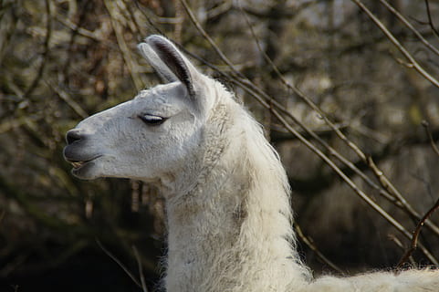 lamă, cap, față, pune, șeptel, mâncând grădină zoologică, animal, natură, mamifer, alpaca, drăguţ, oaie, animale tematice, un animal, animale domestice, animale sălbatice, animale vertebrate, nici o persoana, a închide, intern, animale de companie, animale în sălbăticie, culoare alba, să se concentreze asupra primelor elemente, zi, plantă, agricultură, în aer liber, erbivor, cap de animal, 5K, CC0, domeniu public, fără drepturi de autor