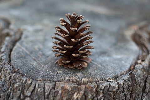 kerucut pinus, beristirahat, kulit pohon, tunggul, pohon, merapatkan, pinus, bahan kayu, tidak ada orang, menanam, alam, bertekstur, hari, fokus selektif, fokus pada latar depan, kering, pola, coklat, pola alami, di luar rumah, makanan dan minuman, keindahan di alam, makanan, objek tunggal, pohon jenis konifera, pohon pinus, kulit, kayu pinus, 4K, CC0, domain publik, bebas royalti
