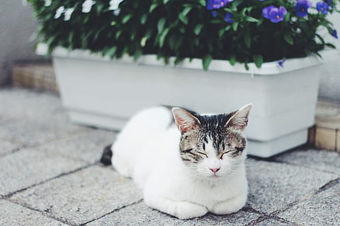 katt, sove, potte, anlegg, potteplante, kjæledyr, huskatt, dyr, søt, feline, pattedyr, utendørs, husdyr, kattunge, ser, ett dyr, dyre temaer, innenlands, virveldyr, gangsti, ingen folk, avslapning, fokusere på forgrunnen, dag, ser på kameraet, portrett, værhår, brostein, 1080P, CC0, offentlig domene, opphavsrett gratis
