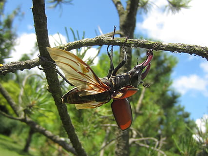 stag beetle, albero, ala, pianta, concentrarsi sulle conoscenze acquisite, crescita, natura, bellezza nella natura, avvicinamento, nessuno, giorno, fauna selvatica, ramo, pianta fiorita, fiore, animale, animali allo stato selvatico, un animale, temi animali, cielo, Inquadratura dal basso, luce del sole, all'aperto, 1080P, CC0, dominio pubblico, privo di copyright