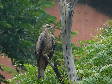 Adler, locke, Wald, Tiere in freier Wildbahn, Tierwelt, Wirbeltier, Tierthemen, Tier, Vogel, Pflanze, ein Tier, hocken, Baum, Natur, Fokus auf den Vordergrund, keine Leute, Tag, grüne Farbe, Wachstum, Ast, draußen, grau, Blatt, 4K, CC0, gemeinfrei, lizenzfrei