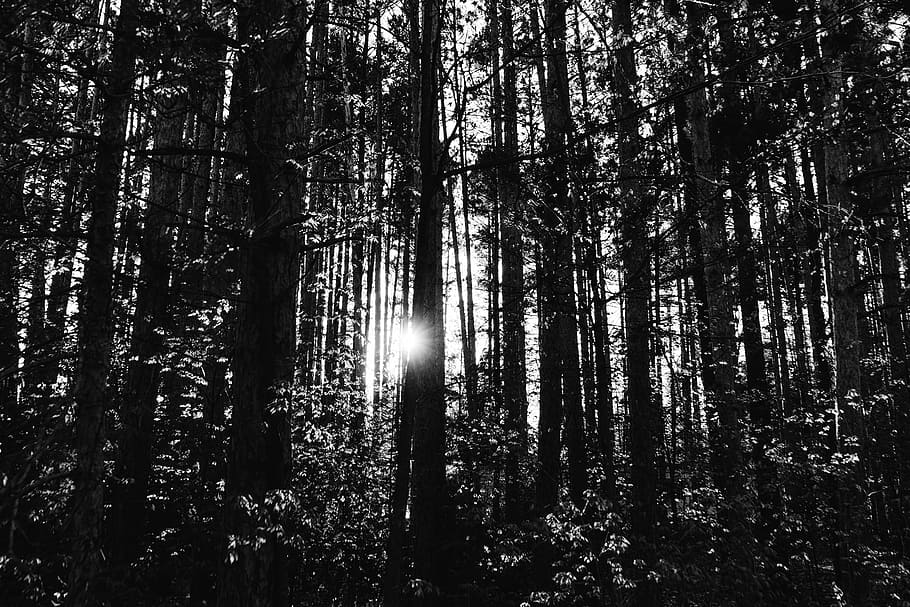 foto, negre, blanc, arbres, blanc i negre, bosc, posta de sol, fusta, naturalesa, arbre, a l'aire lliure, paisatge, escenics, tronc de l'arbre, branca, bellesa a la natura, escena no urbana, cap gent, llum solar, àrea salvatge, pi, planta, terra, tranquil·litat, tronc, creixement, escena tranquil·la, escenics - natura, vista d’angle baix, raig de sol, dia, abundància, streaming, bambú - planta, 1080P