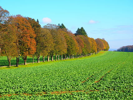 aleja, pole, orny, drzewa, promenada, sankt johann, nawóz zielony, rzepak ozimy, rzepak, brassica napus, powtórzeń, lewat, kapustowate, przyciąć, rolnictwo, Natura, drzewo, scena wiejska, krajobraz, zielony kolor, jesień, scenics, na dworze, pora roku, scena pozamiejska, trawa, niebo, piękno natury, łąka, kolorowy obraz, wzgórze, roślina, wzrost, scenics - natura, spokój, spokojna scena, wylądować, dzień, środowisko, idylliczny, żadnych ludzi, zmiana, plantacja, treelined, 4K, CC0, domena publiczna, darmowe zdjęcia