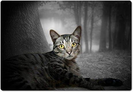Katze, Wald, Natur, Baum, Pelz, sehen, Tierwelt, Landschaft, Kopf, Haustiere, inländisch, Säugetier, katzenartig, Hauskatze, ein Tier, Transferdruck, Porträt, Kamera betrachten, Autopostproduktionsfilter, Menschen, Wirbeltier, Entspannung, Nahansicht, Tierkörperteil, Whisker, Tierauge, 1080P, CC0, gemeinfrei, lizenzfrei