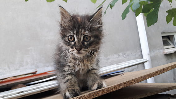kedi, yavru, minik, ev kedisi, Evcil Hayvanlar, hayvan temaları, kameraya bakıyor, memeli, yerli, hayvan, bir hayvan, omurgalı, insansız, portre, kedi bıyığı, kedi yavrusu, genç hayvan, gün, saç, oturma, 4K, CC0, kamu malı, telif ücretsiz