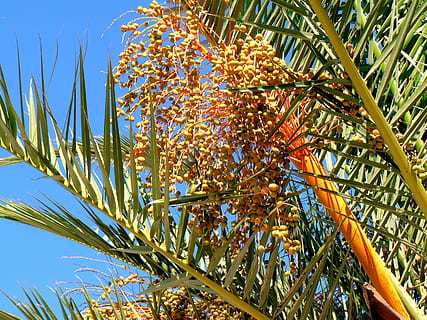 palmera datilera, fechas, Fruta, arboles, poder, colección, planta, crecimiento, árbol, belleza en la naturaleza, naturaleza, vista de ángulo bajo, día, cielo, palmera, clima tropical, nadie, color verde, frescura, comida, flor, luz del sol, hoja, al aire libre, comida y bebida, planta floreciendo, hoja de palma, 2K, CC0, dominio público, libre de derechos