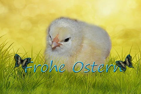 pollastre, Pasqua, esponjós, ploma, ocell, eclosionat, dolç, animal, temes d'animals, animal jove, un animal, vertebrats, groc, fauna animal, mamífer, herba, ocell jove, cap gent, primer pla, planta, nacional, naturalesa, animals domèstics, mascotes, bonic, pollastre infantil, cap d’animals, família d’animals, 4K, CC0, domini públic, lliure de regalies