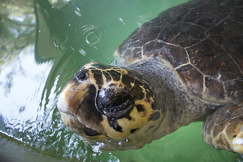 tortue, bourreau, dinde, océan, animal, tortue de mer, la nature, sous-marin, eau, nager, Marin, faune, vert, en voie de disparition, caretta, reptile, thèmes animaux, la faune des animaux, animaux à l'état sauvage, un animal, vertébré, mer, coquille animale, coquille, fermer, personne, tête d'animal, écaille de tortue, 5K, CC0, domaine public, libre de droits
