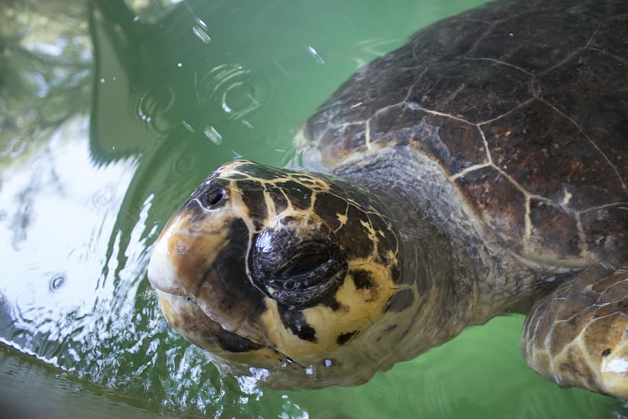 tortuga, cabró, gall dindi, oceà, animal, tortuga marina, naturalesa, sota l'aigua, aigua, nedar, marí, vida salvatge, verd, en perill d’extinció, caretta, rèptil, temes d'animals, fauna animal, animals a la natura, un animal, vertebrats, mar, closca d’animals, shell, primer pla, cap gent, cap d’animals, closca de tortuga, 5K