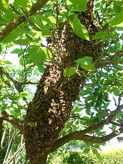 bistade, bier, træ, biavler, biavl, natur, sommer, brummen, have, flyve, indsamle, sværm, arbejde, hobby, plante, lav vinkel visning, afdeling, grøn farve, vækst, dyr i naturen, dag, blad, ingen mennesker, plante del, dyre temaer, dyr, skønhed i naturen, træstamme, udendørs, dyreliv, bagagerum, sollys, 4K, CC0, offentligt domæne, royaltyfrie