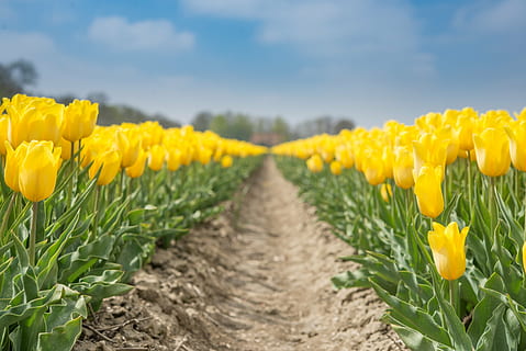 giallo, tulipani, i campi, primavera, fiore, floreale, fiorire, giardino, fioritura, botanica, giardinaggio, lampadina, floreale-fotografia, fiori di primavera, olandese, tulipano, natura, pianta, campo, estate, all'aperto, testa di fiore, stagione, Olanda, cielo, agricoltura, bellezza nella natura, crescita, pianta fiorita, raccolto, scena rurale, paesaggio, terra, azienda agricola, freschezza, nuvola - cielo, nessuno, ambiente, sporco, prospettiva decrescente, 5K, CC0, dominio pubblico, privo di copyright