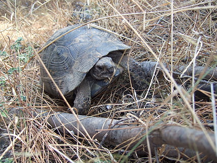 tartaruga, animali, lentamente, temi animali, animale, fauna selvatica, animali allo stato selvatico, rettile, natura, pianta, giorno, nessuno, vertebrato, campo, terra, un animale, erba, all'aperto, messa a fuoco selettiva, avvicinamento, conchiglia, 2K, CC0, dominio pubblico, privo di copyright