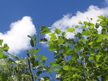 sky, blue, branches, tree, clouds, blue sky, nature, leaf, skies, cloud, green, spring, sunny, summer, harmony, vitality, life, sun, plant, plant part, growth, green color, cloud - sky, no people, low angle view, day, beauty in nature, outdoors, food, freshness, sunlight, food and drink, agriculture, plantation, 1080P, CC0, public domain, royalty free
