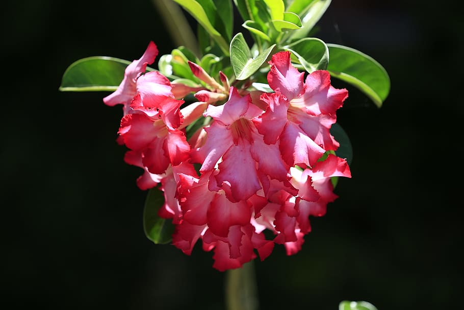 drac, desert, flors, planta amb flors, flor, planta, bellesa a la natura, frescor, fragilitat, vulnerabilitat, pètal, primer pla, color rosa, creixement, naturalesa, cap gent, cap de flor, inflorescència, centrar-se en primer pla, vermell, full, part de la planta, a l'aire lliure, primavera, fons negre, Ram de flors, 5K