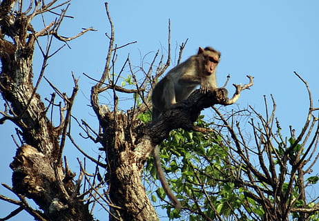 macaco del capo, macaca radiata, mono, primate, animal, mamífero, jog cae, India, fauna silvestre, árbol, naturaleza, macaco, bosque, fauna animal, rama, animales en la naturaleza, temas de animales, vista de ángulo bajo, planta, un animal, vertebrado, cielo, nadie, sentado, día, cielo limpio, luz del sol, al aire libre, babuino, 4K, CC0, dominio público, libre de derechos