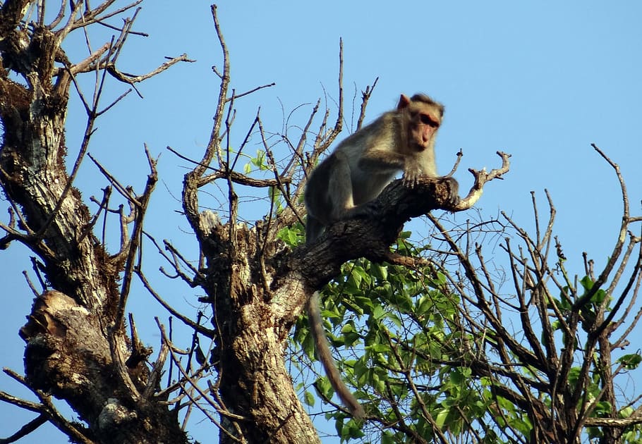 maca del capot, macaca radiata, mico, primat, animal, mamífer, cau a trot, Índia, vida salvatge, arbre, naturalesa, macaque, bosc, fauna animal, branca, animals a la natura, temes d'animals, vista d’angle baix, planta, un animal, vertebrats, cel, cap gent, assegut, dia, cel clar, llum solar, a l'aire lliure, babuí, 4K