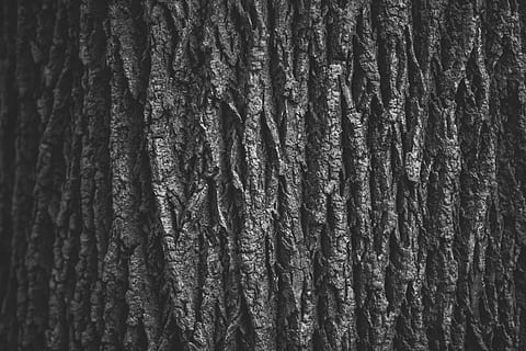 fotografia en escala de grisos, arbre, fotografia de primer pla, gris, tronc de l'arbre, escorça, tronc, canviant d'humor, naturalesa, patró, fons, textura, marc complet, cap gent, primer pla, dia, detall, aspre, a l'aire lliure, patró natural, material de fusta, tèxtil, paper, planta, color negre, corrugat, gra de fusta, 8K, CC0, domini públic, lliure de regalies