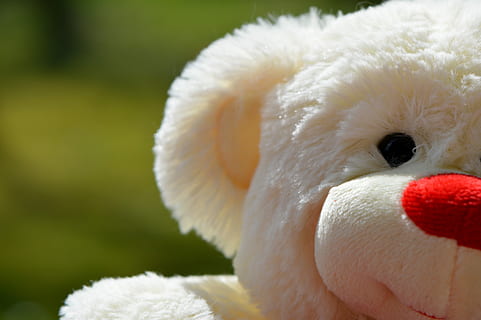 Bär, Bären, Plüsch-, süß, Süss, Teddy, lustig, weiße Farbe, Nahansicht, keine Leute, ein Tier, Feier, draußen, Tierthemen, Fokus auf den Vordergrund, Tier, Vogel, Wirbeltier, Plüschtier, Tag, Darstellung, Natur, Spielzeug, Tierwelt, Schnabel, Tierkörperteil, Tiere in freier Wildbahn, Haustiere, Weichheit, Tierkopf, 5K, CC0, gemeinfrei, lizenzfrei
